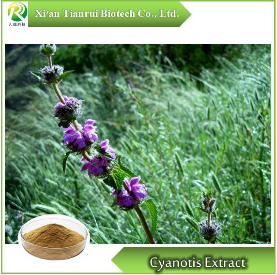 Cyanotis Extract, Powder /Ecdysterone