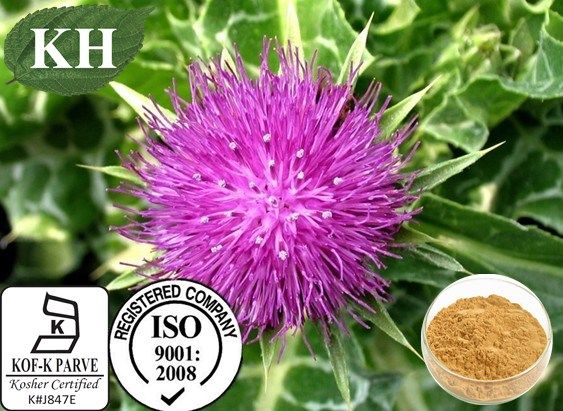 Milk Thistle Extract / Silymarin 70%~80%, 80% Sylimarin with 30% Sylinbin