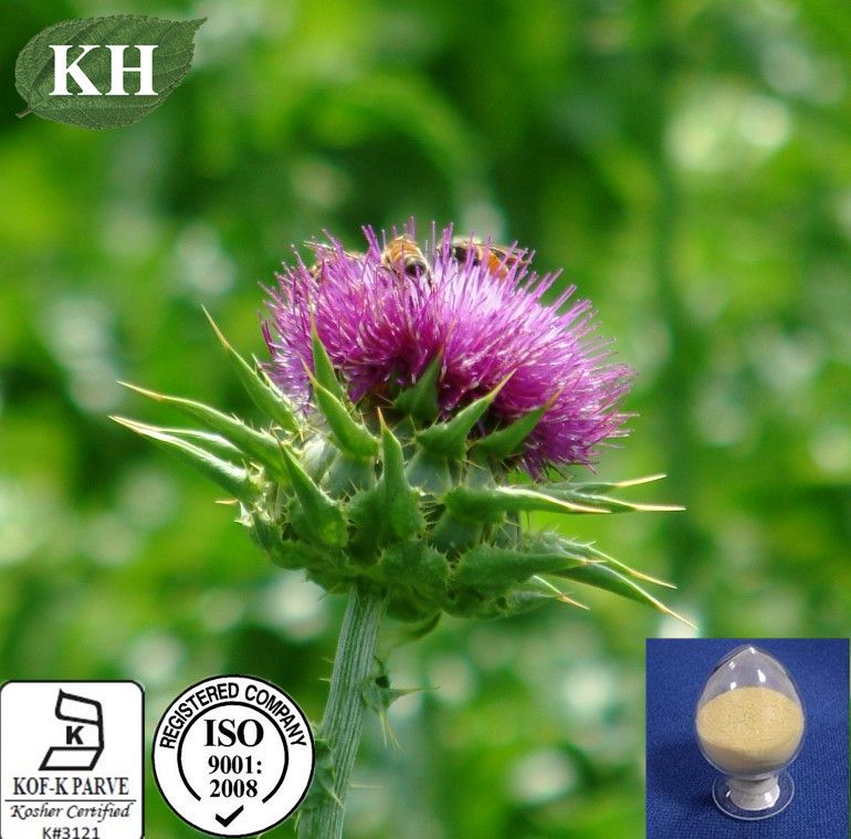 100% Natural Liver Protecting Ingredient Milk Thistle Extract Silymarin 80%, Silybin 30%