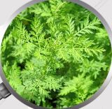 Natural High Quality Wormwood Extract/Sweet Wormwood Extract /Artemisinin/ Anti-Malaria