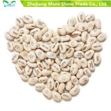 Magic White Bean Seeds Gift Plant Growing Message Word Love Office Home Decoration