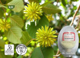 Camptothecine & Camptotheca Acuminata Decne Extract