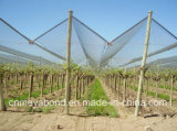 Agriculture Anti-Bee Net in    Agriculture Farms